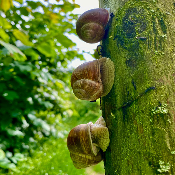 henning_natur_02
